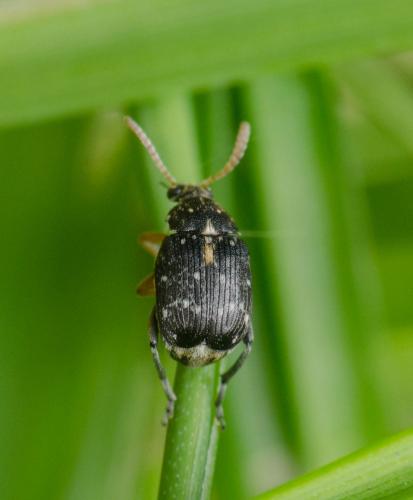 Réf. 278 111 : Bruchinae inconnu